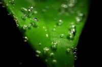 /album/tipos-de-riego/hoja-beneficiada-jpg/